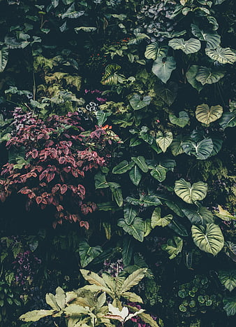 Dark lush tropical foliage wall with green and red leaves