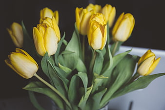 Fresh Yellow Tulips in a Vase with Green Leaves