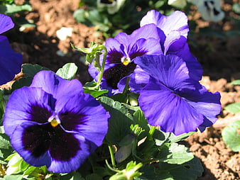 Vibrant Purple Pansies in a Garden Bed