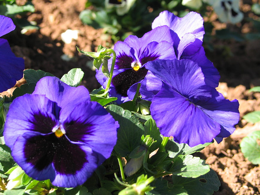Vibrant Purple Pansies in a Garden Bed