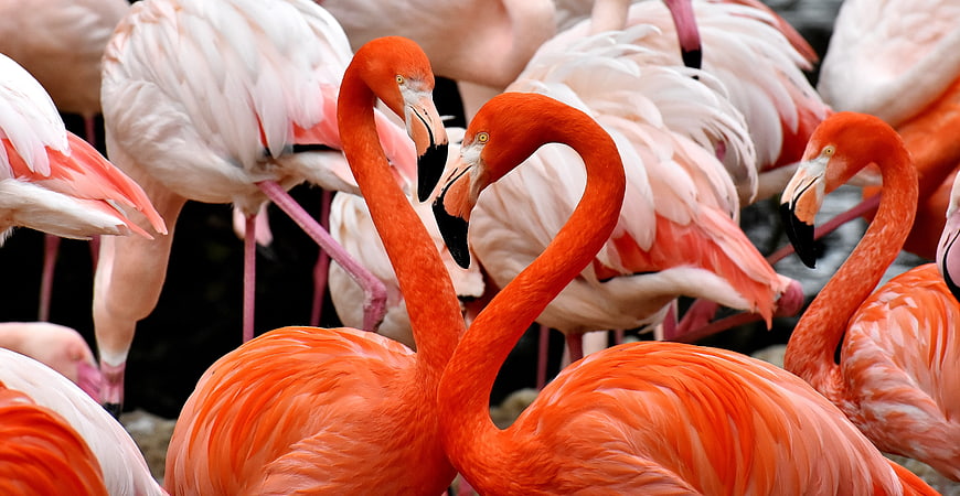 Vibrant Pink Flamingos with Intertwined Necks in a Flock