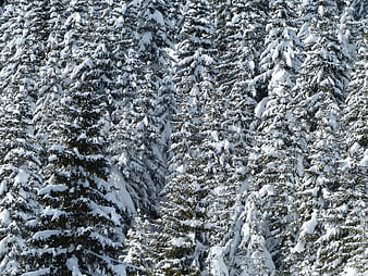 Dense Snow-Covered Fir Trees in Winter Forest