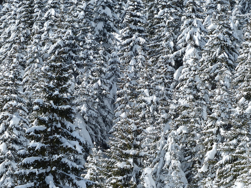 Dense Snow-Covered Fir Trees in Winter Forest