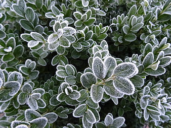 Close-up of frost-covered green leaves in winter