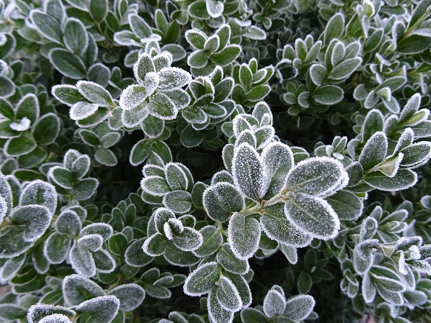 Close-up of frost-covered green leaves in winter