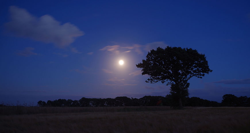 Lone Tree Silhouette Against Moonlit Night Sky