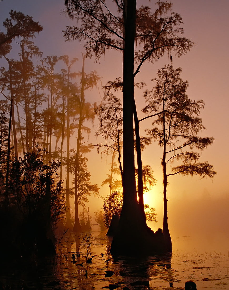 Silhouetted Cypress Trees in Misty Swamp at Golden Sunset