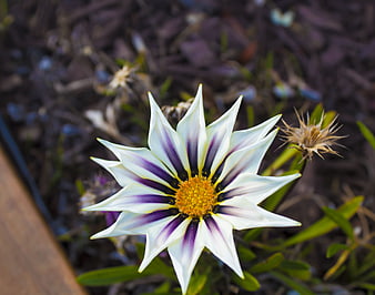 Close-up of White and Purple Gazania Flower in Garden