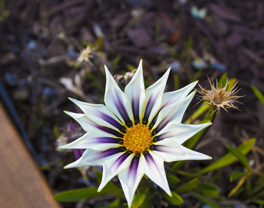 Close-up of White and Purple Gazania Flower in Garden