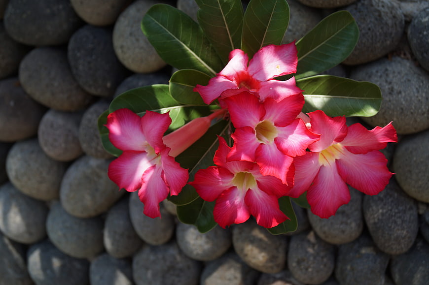 Vibrant Pink Desert Rose Flowers on Gray Stone Wall