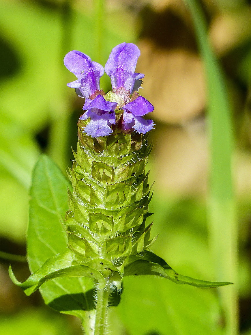 Close-up of purple wildflower with green bracts in meadow