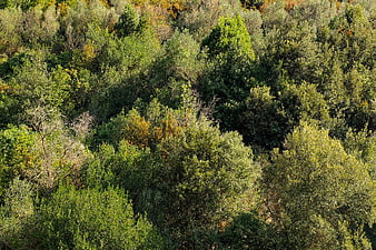 Aerial View of Dense Mediterranean Forest Canopy in Autumn