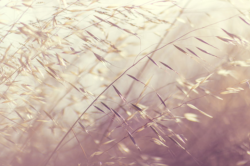 Soft Focus Wild Grass in Warm Golden Light