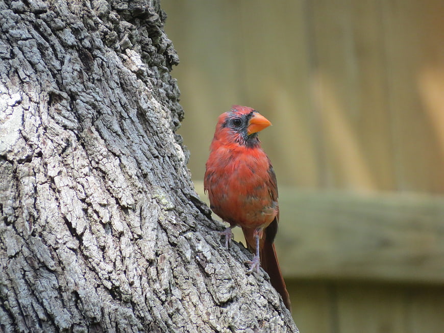 Young male cardinal perched on tree bark