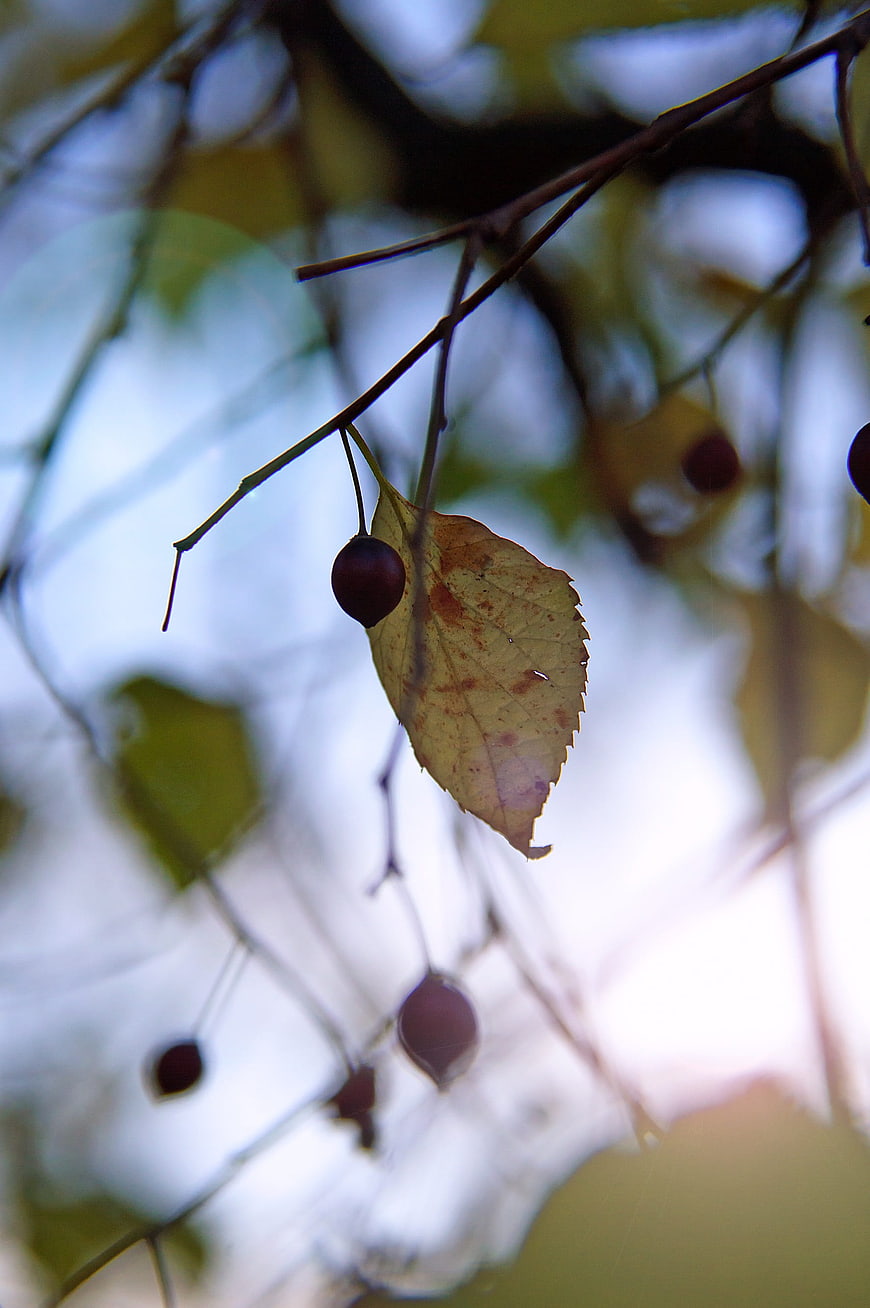 Autumn leaf and berries on branch with bokeh background