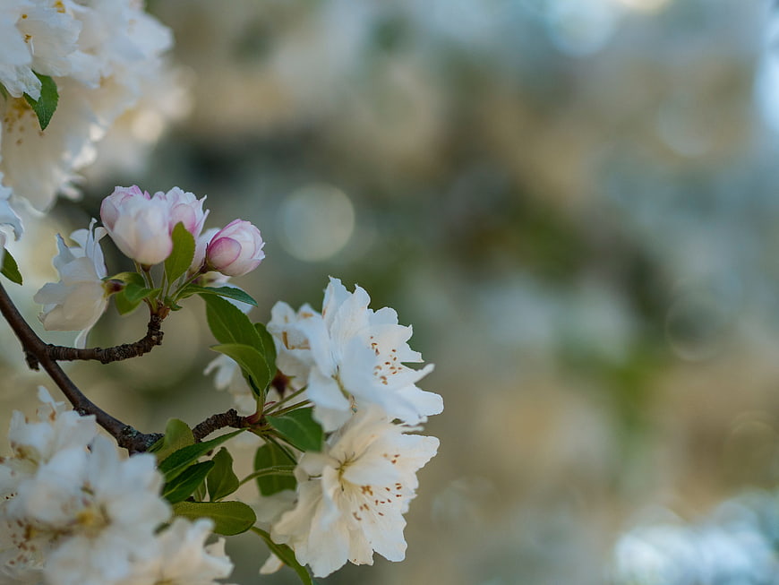 White spring blossoms on a branch with soft bokeh background