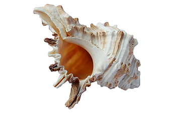 White and Orange Sea Shell on White Background