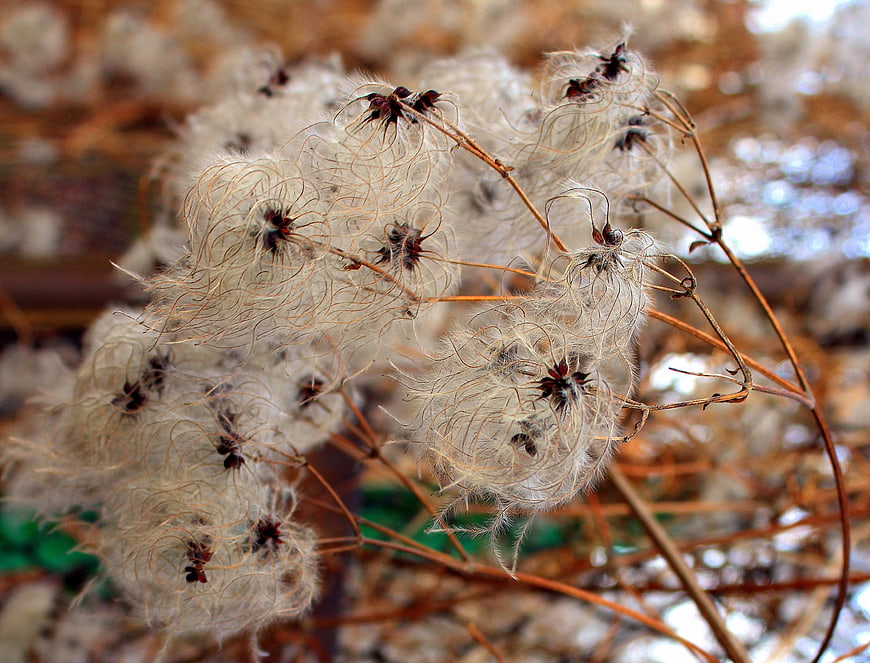 Close-up of feathery clematis seed heads in autumn
