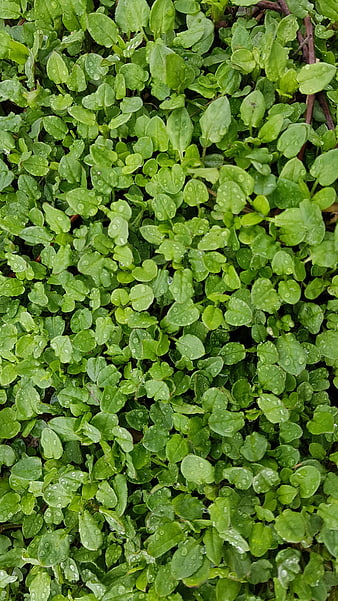 Close-up of green leafy plants with water droplets