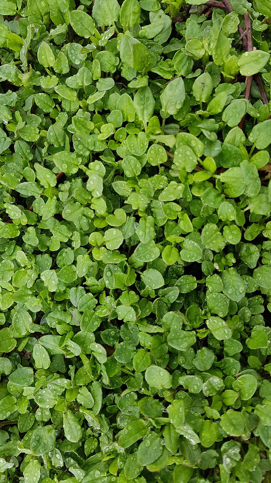 Close-up of green leafy plants with water droplets