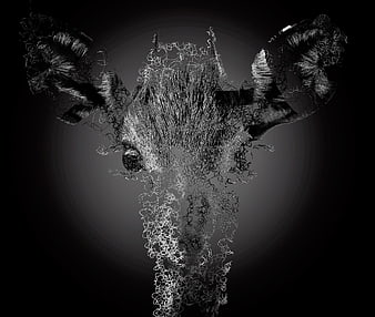 Abstract Black and White Bull Skull Art