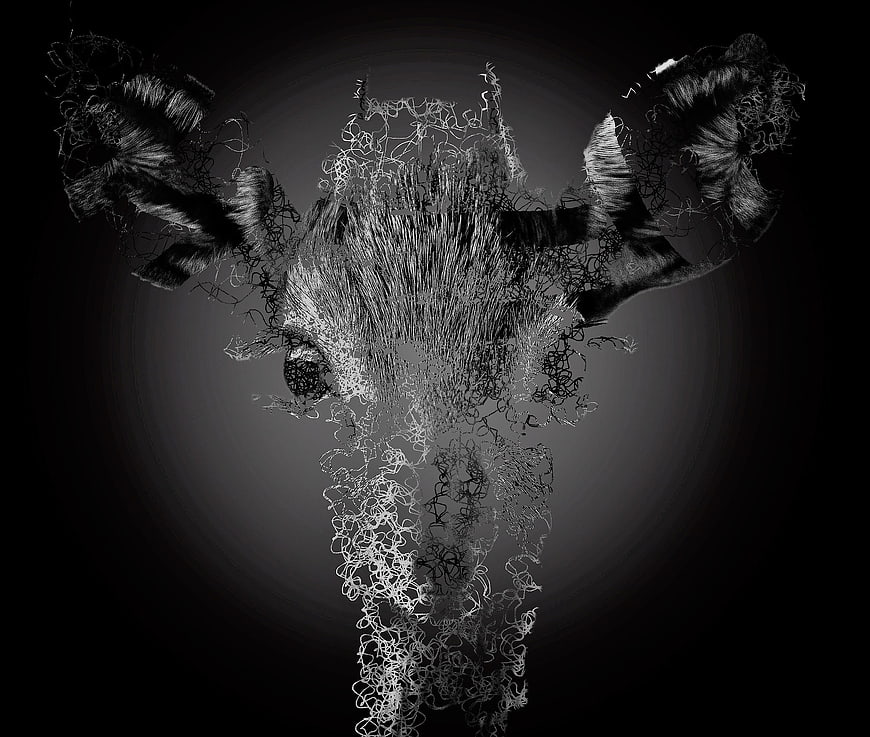 Abstract Black and White Bull Skull Art