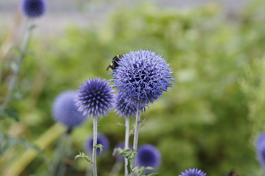 Bumblebee on purple globe thistle flower in garden