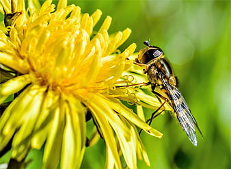 Hoverfly on Yellow Dandelion Flower Close-Up