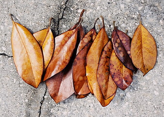 Dried brown magnolia leaves arranged on concrete