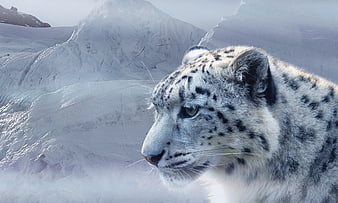 Snow Leopard Portrait in Snowy Mountain Landscape
