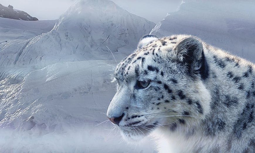 Snow Leopard Portrait in Snowy Mountain Landscape