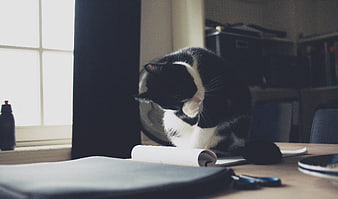 Black and white cat grooming on a desk near window