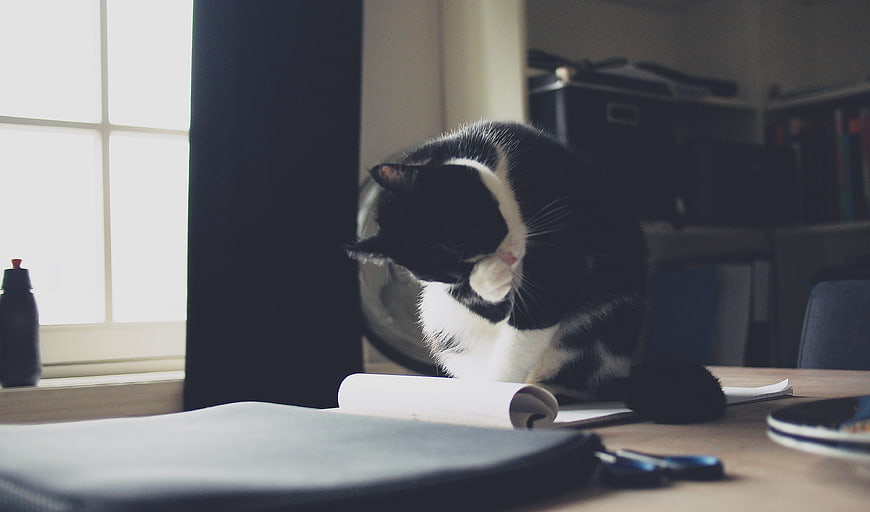 Black and white cat grooming on a desk near window