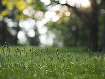 Close-up of green grass with dew drops and bokeh background