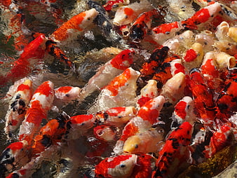 Vibrant Koi Fish Feeding in a Pond