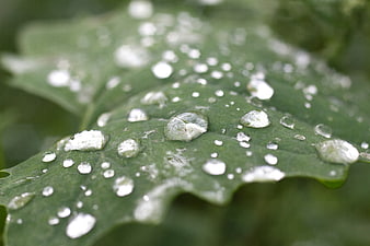 Close-up of water droplets on a green leaf
