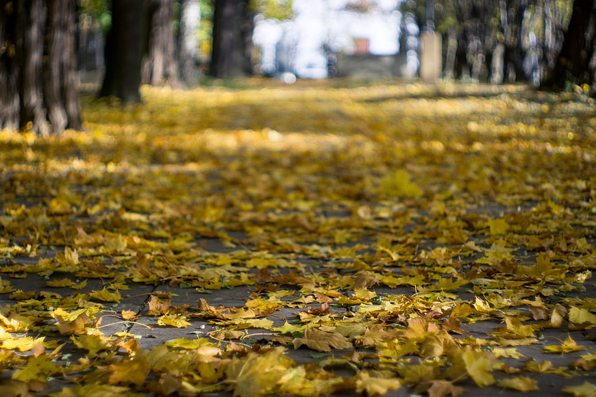 Golden autumn leaves covering a park pathway