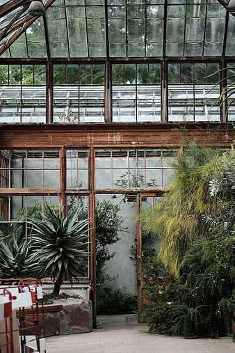 Interior of vintage greenhouse with wooden frames and lush plants