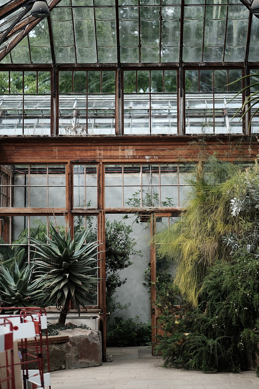 Interior of vintage greenhouse with wooden frames and lush plants