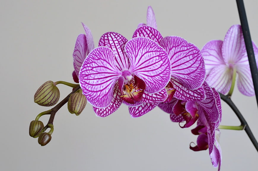 Close-up of vibrant purple and white striped phalaenopsis orchid