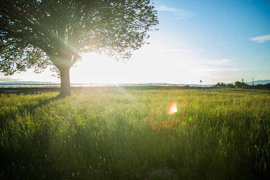 Sunlit Green Grass Field with Large Tree and Lens Flare
