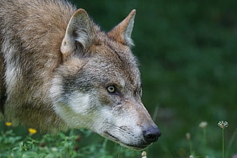 Close-up Profile of a Gray Wolf in a Meadow