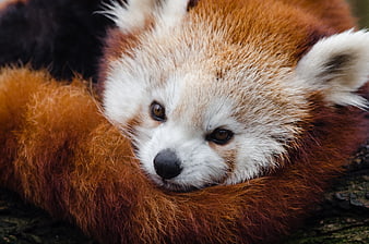 Close-up of a curled up red panda resting on a log