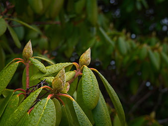 Close-up of wet rhododendron buds and leaves after rain