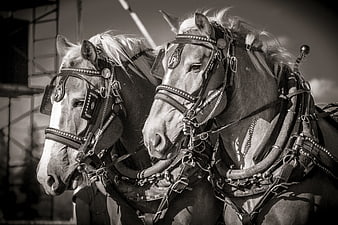 Black and white portrait of two draft horses wearing harnesses