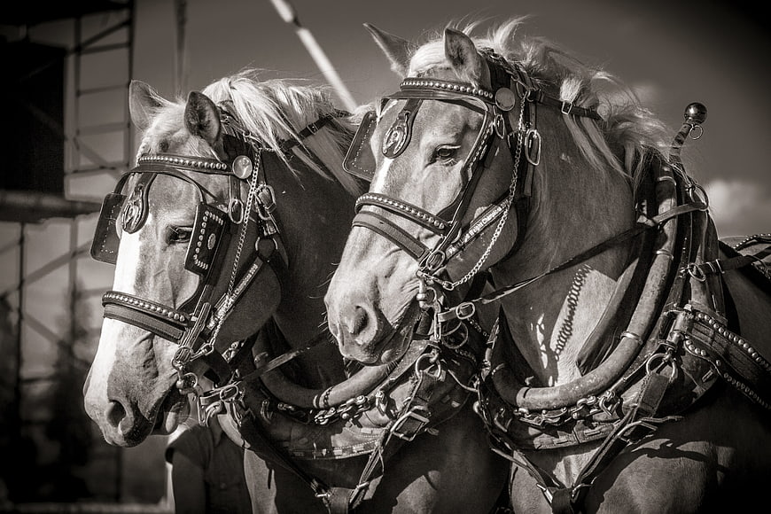 Black and white portrait of two draft horses wearing harnesses