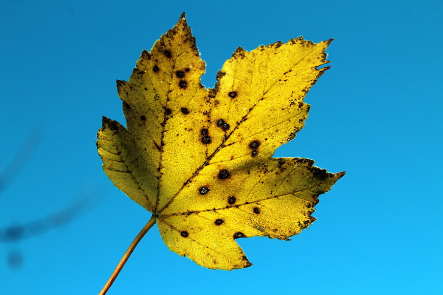 Yellow autumn maple leaf against blue sky