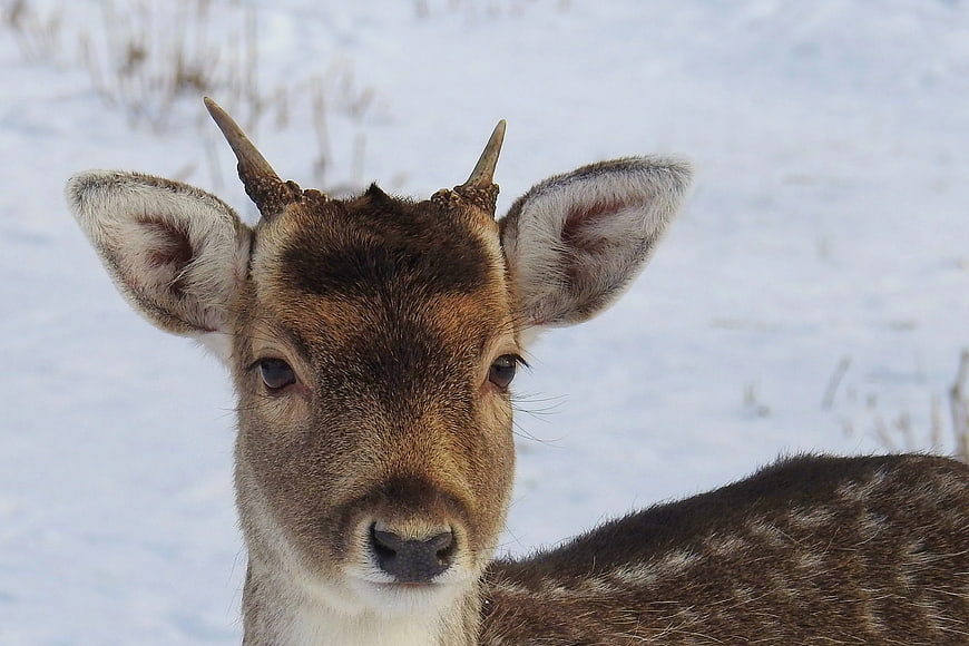 Close-up Portrait of Young Deer in Snowy Winter Landscape