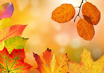 Colorful autumn leaves border with warm bokeh background