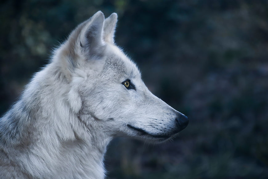 Profile Portrait of a White Wolf in the Wild